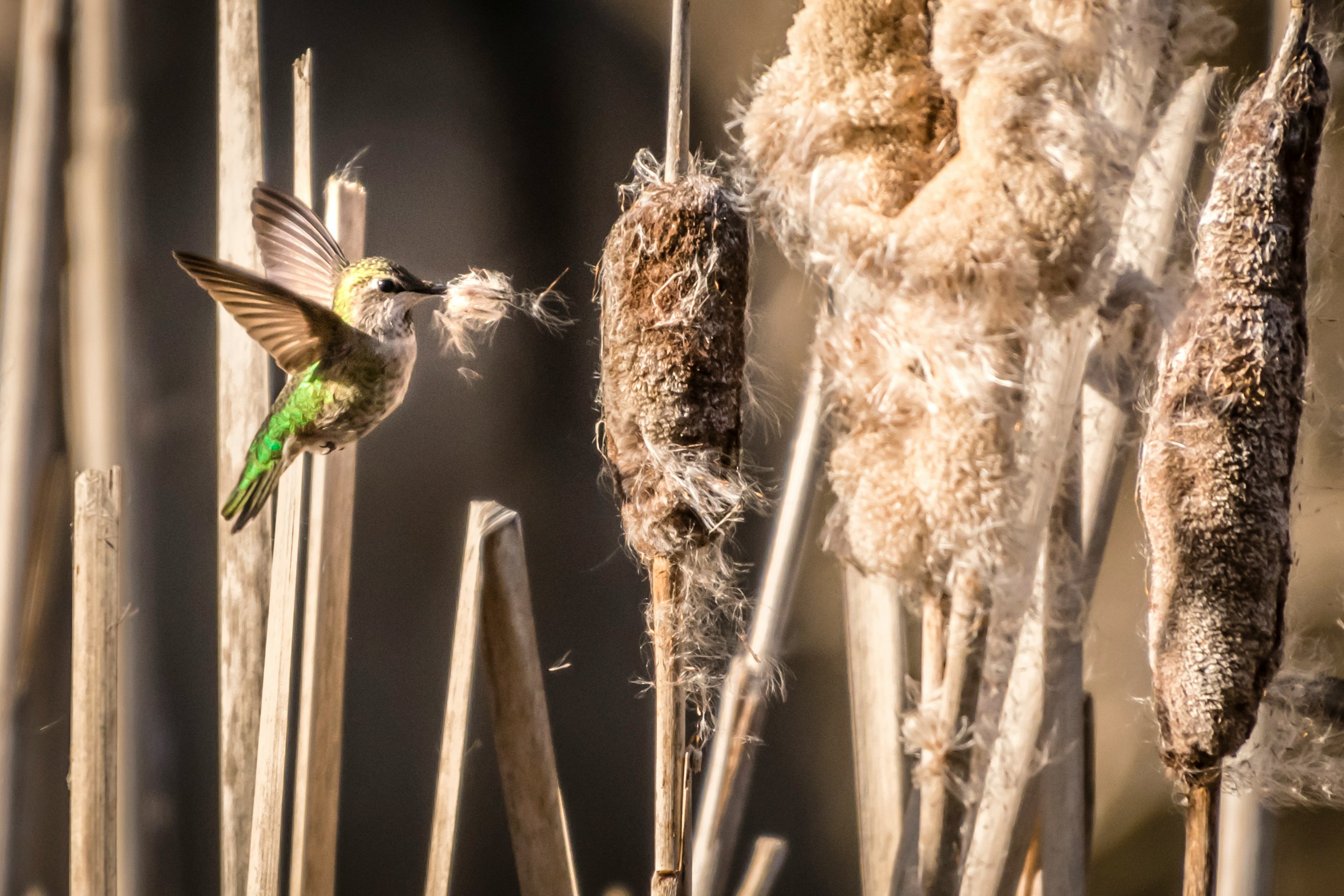 hummingbird flying mid air in front of flowers